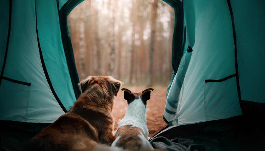 帶著狗狗去露營，有哪些事項非注意不可？