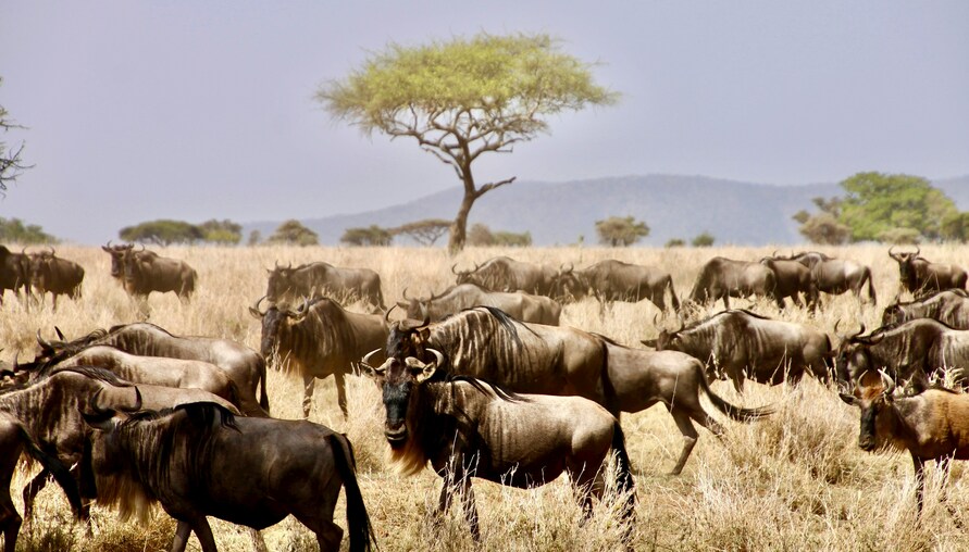 第一次非洲獵遊 Safari ，有哪些事項需要注意？