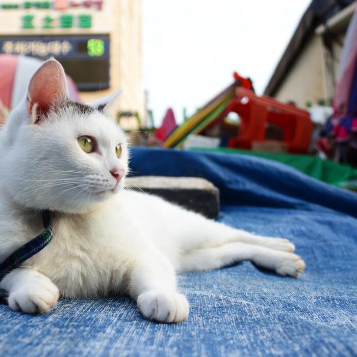 養貓基本注意事項，十大常見的錯誤觀念